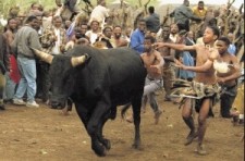 cow